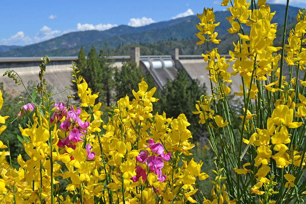 Shasta Dam and Wildflowers